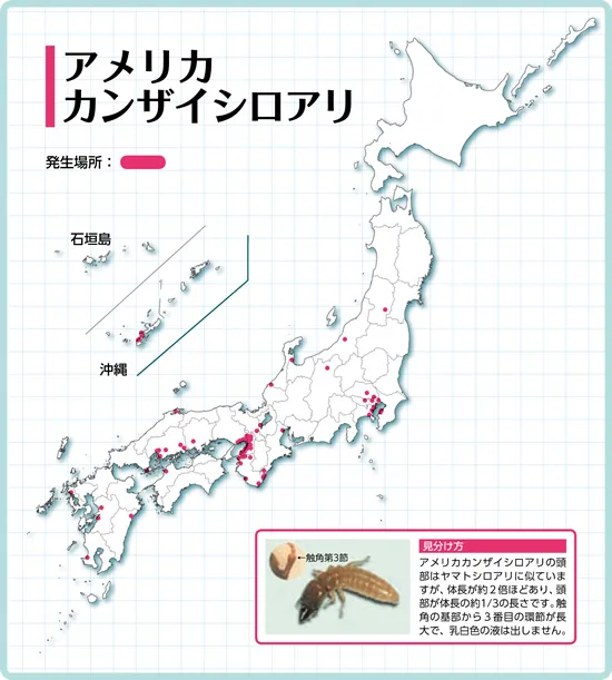 シロアリの知識 株式会社ザイエンス
